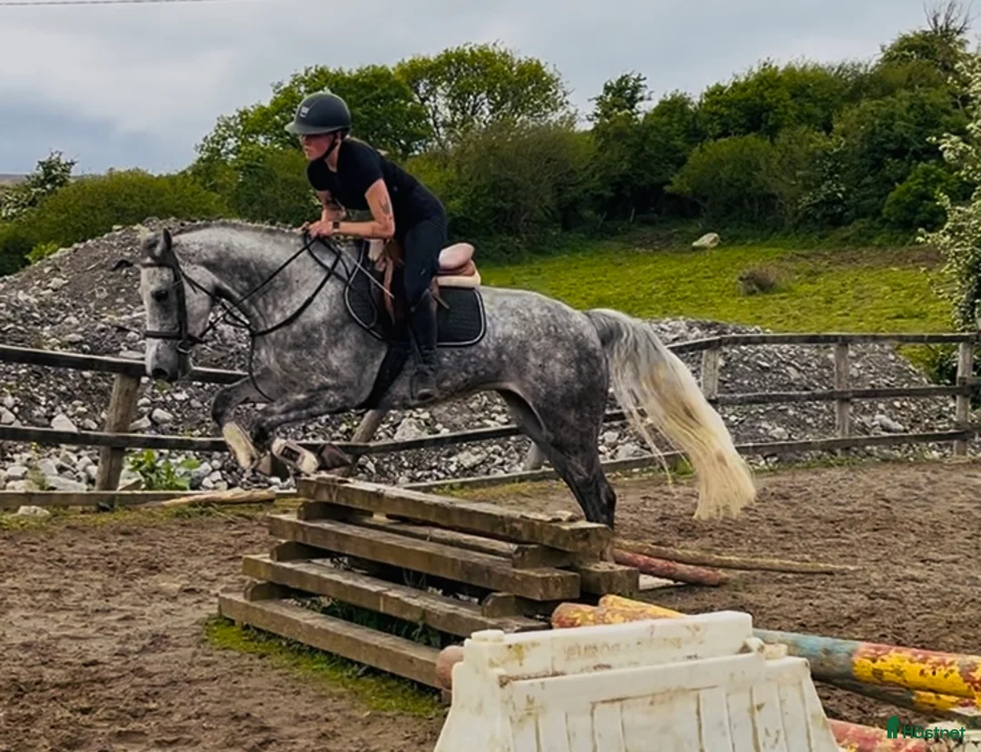Allround hästar till salu: Gorgeous 158cm gelding  - Annons 15