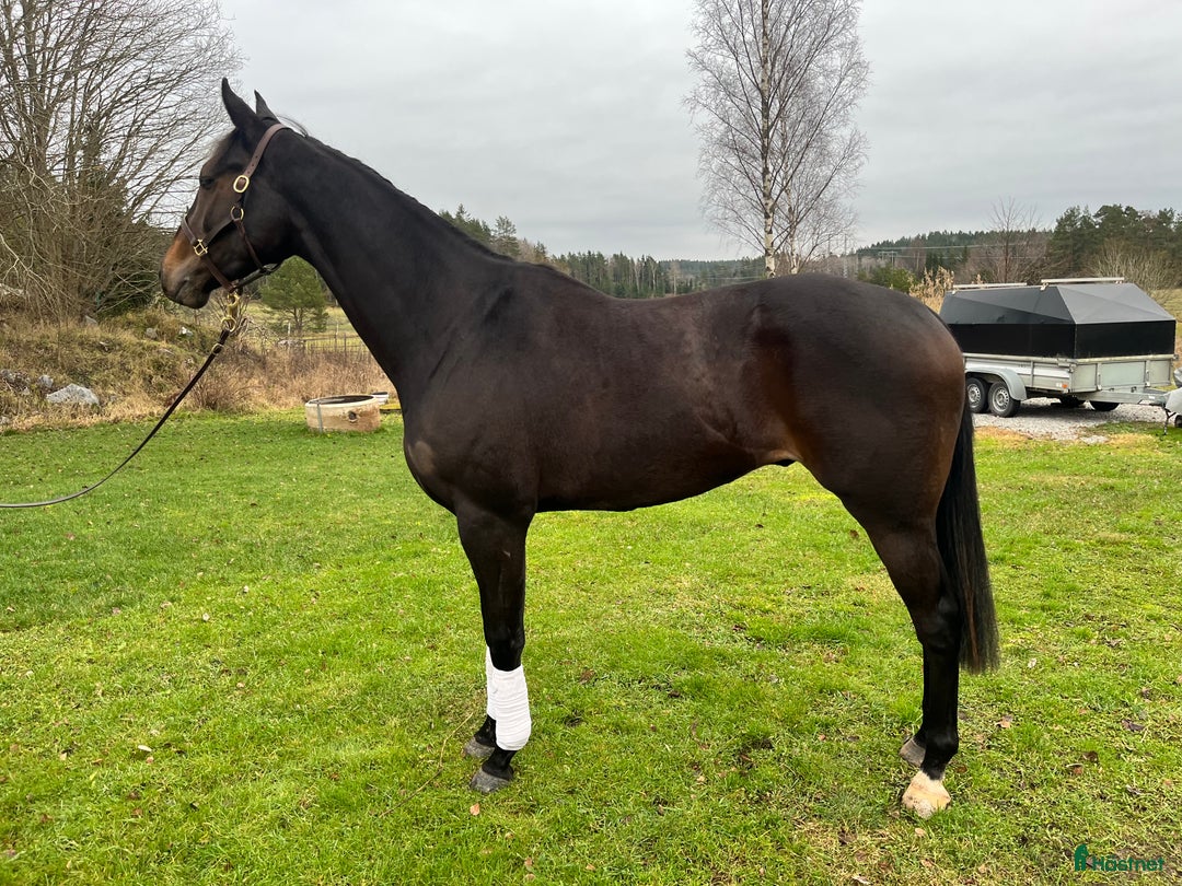Allround hästar till salu: Högrest fullblod med stor potential i Bro - Annons 1