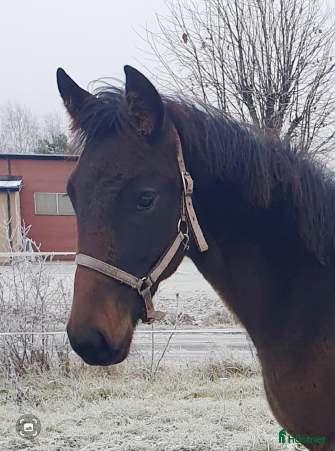  hästar Sto med attityd, talang o ett möderne i ELITKLASS - Annons 4