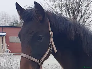 hästar Sto med attityd, talang o ett möderne i ELITKLASS - Annons 4