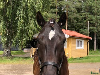 hästar Kallblodstravare i Vännäs - Annons 2