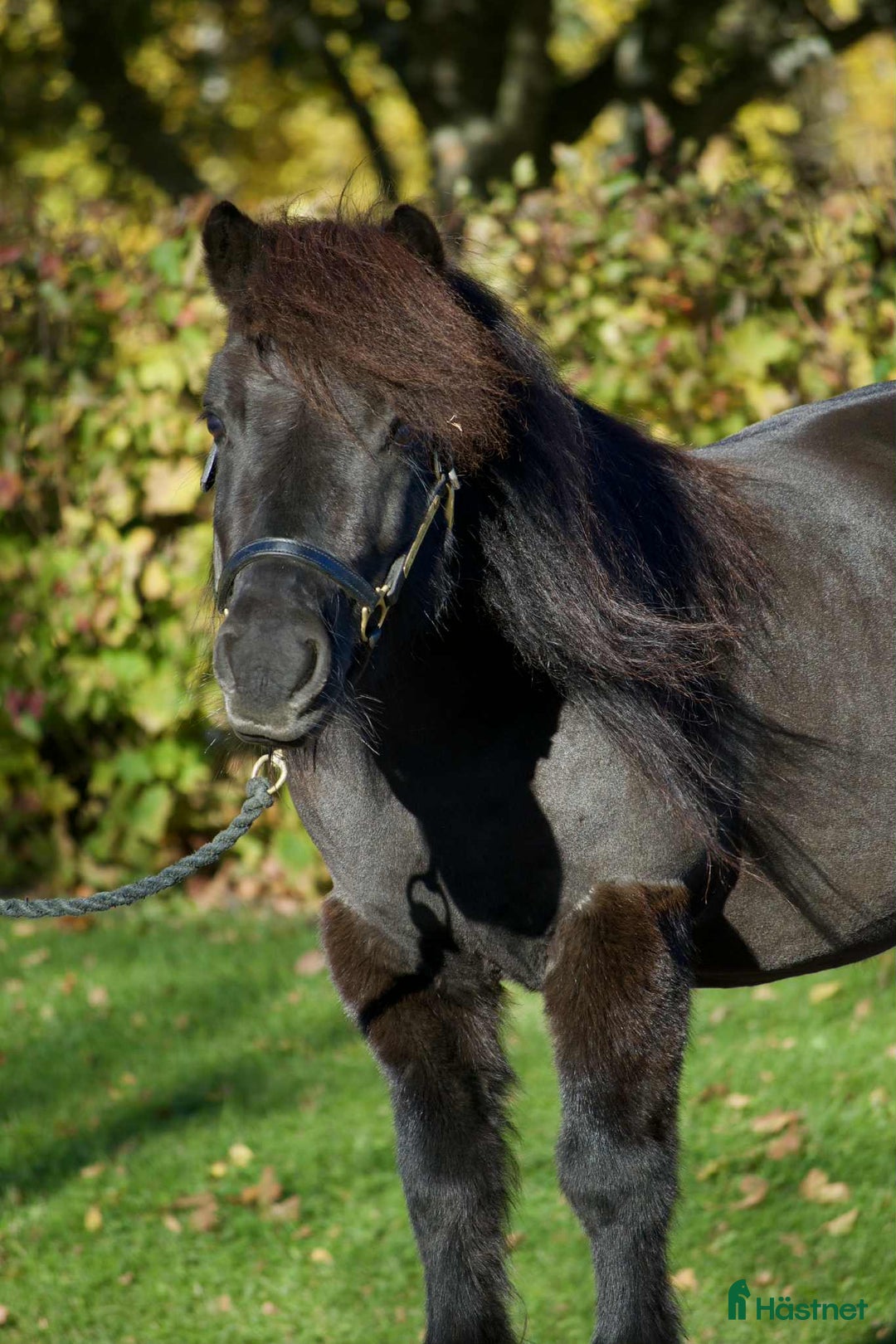 Trav hästar till salu: Älskad travprinsessa i Sundsvall - Annons 2