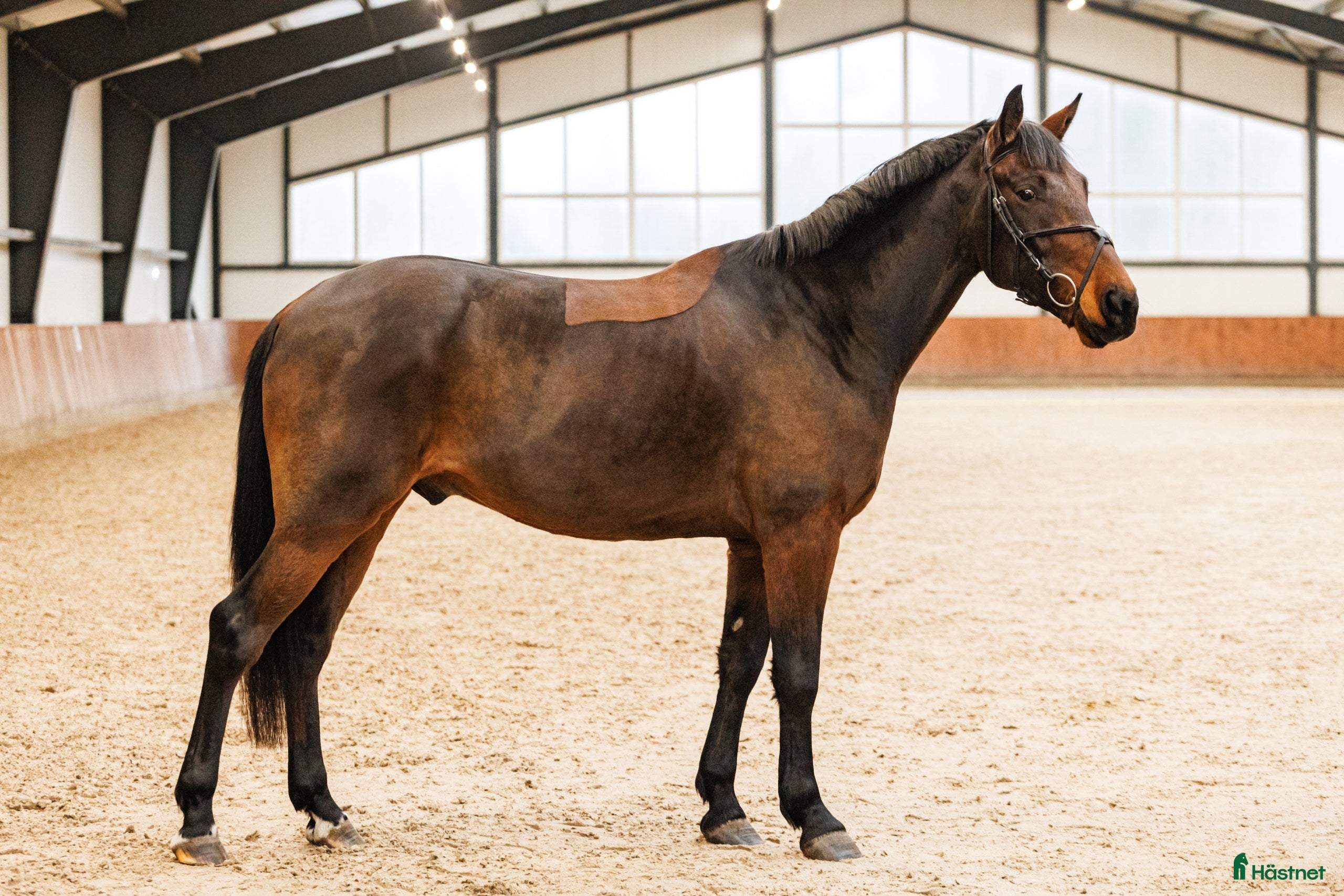  hästar Calm and lovely gelding for any kind of rider! - Annons 3