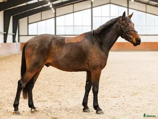 hästar Calm and lovely gelding for any kind of rider! - Annons 2