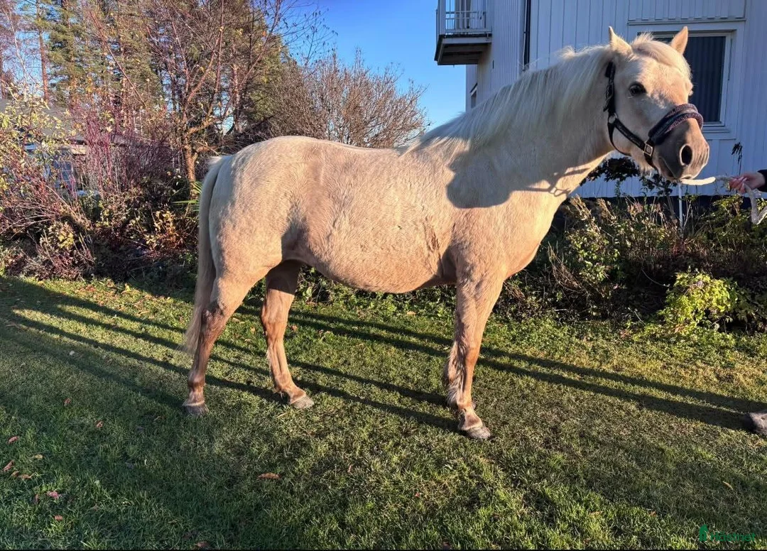 Trav hästar till salu: Snäll och trevlig russvalack - Annons 2