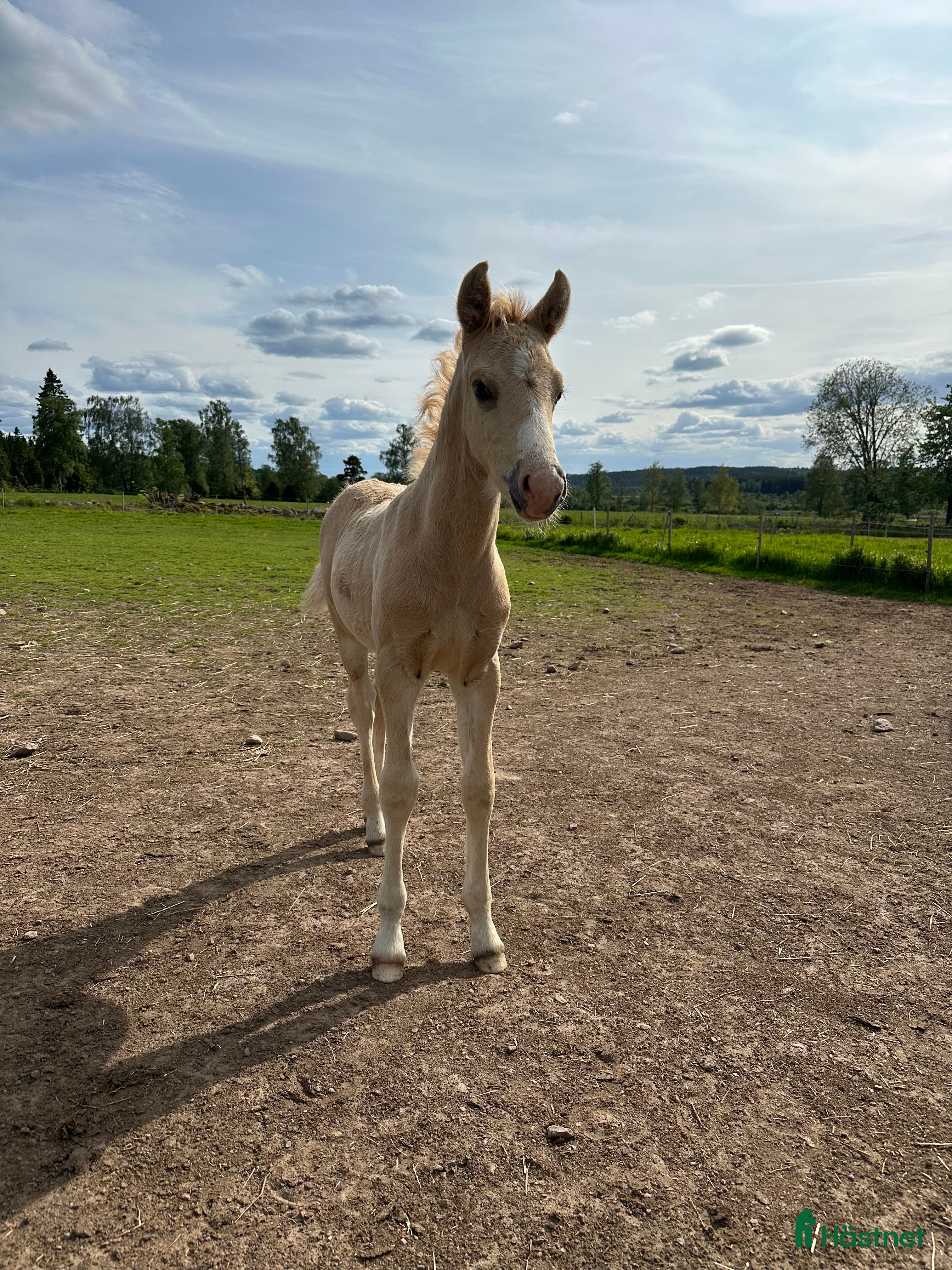 Hoppning hästar till salu: D ponny hingst i Tranås - Annons 1