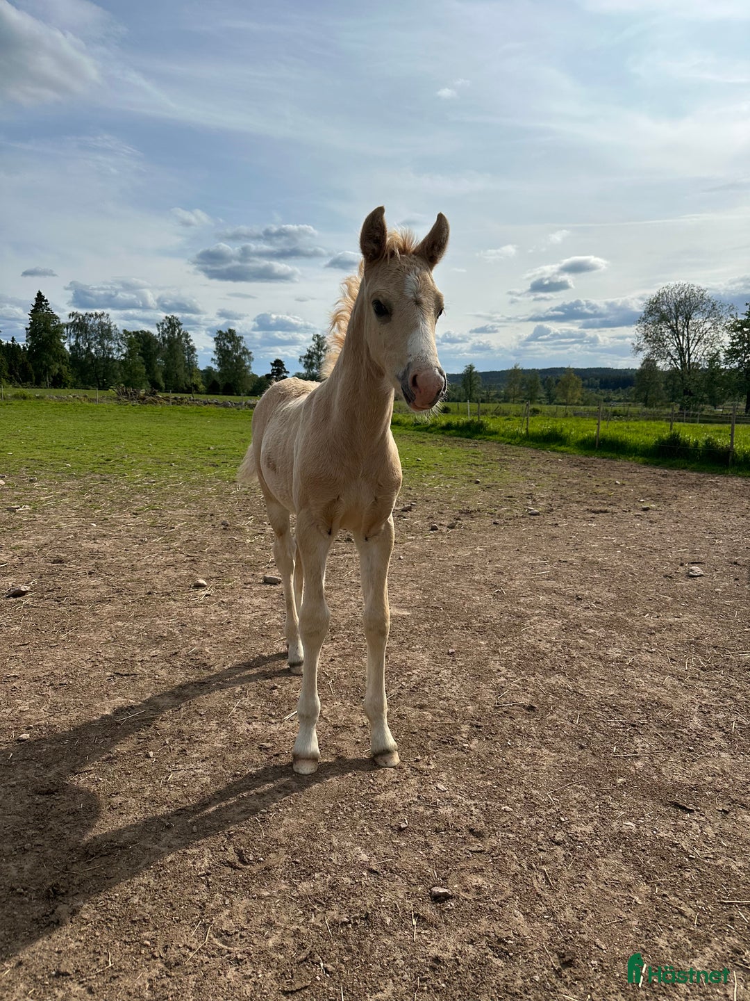 Hoppning hästar till salu: D ponny hingst i Tranås - Annons 1