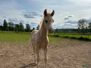 hästar D ponny hingst i Tranås - Annons 4