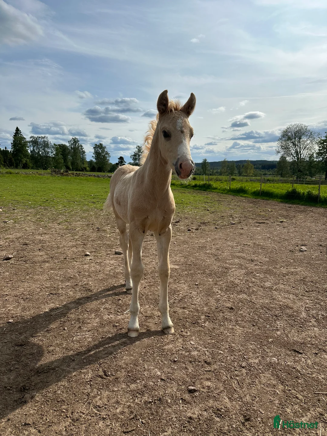 Hoppning hästar till salu: D ponny hingst i Tranås - Annons 1