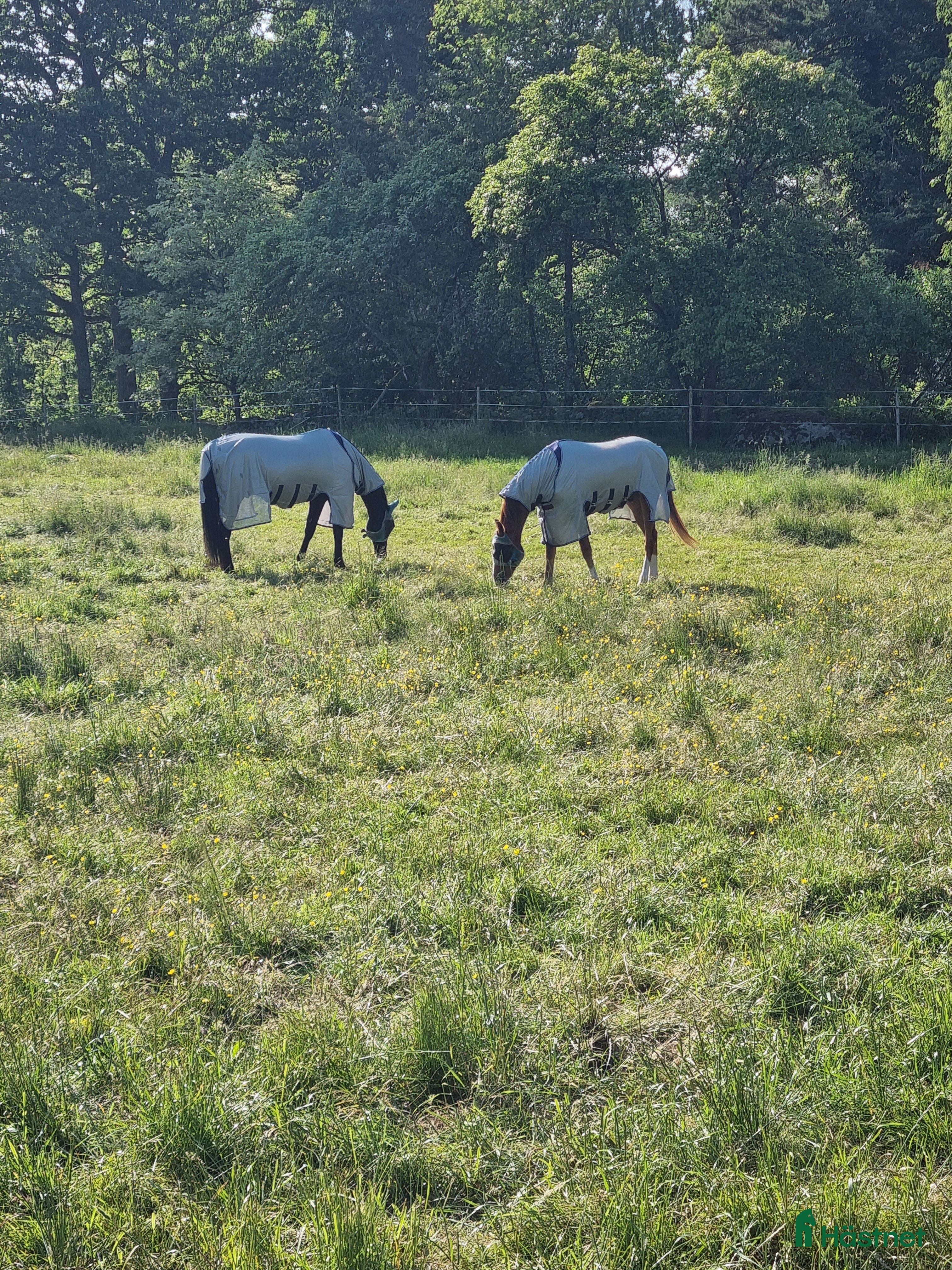  stallplats Ledig stallplats i Hemsjö, Alingsås - Annons 18
