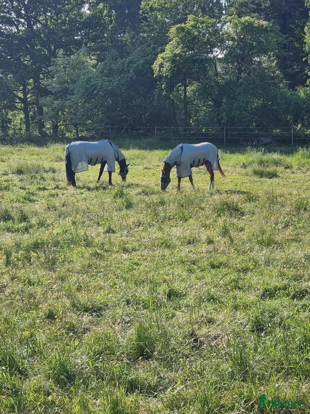  stallplats finnes: Ledig stallplats i Hemsjö, Alingsås - Annons 1