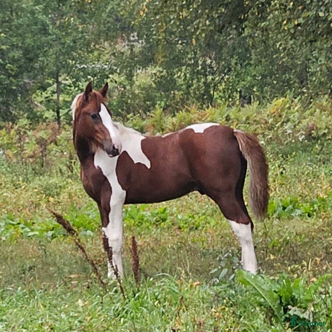 Allround hästar till salu: Finaste Julle, irishcob/vbl i Närkesberg - Annons 9