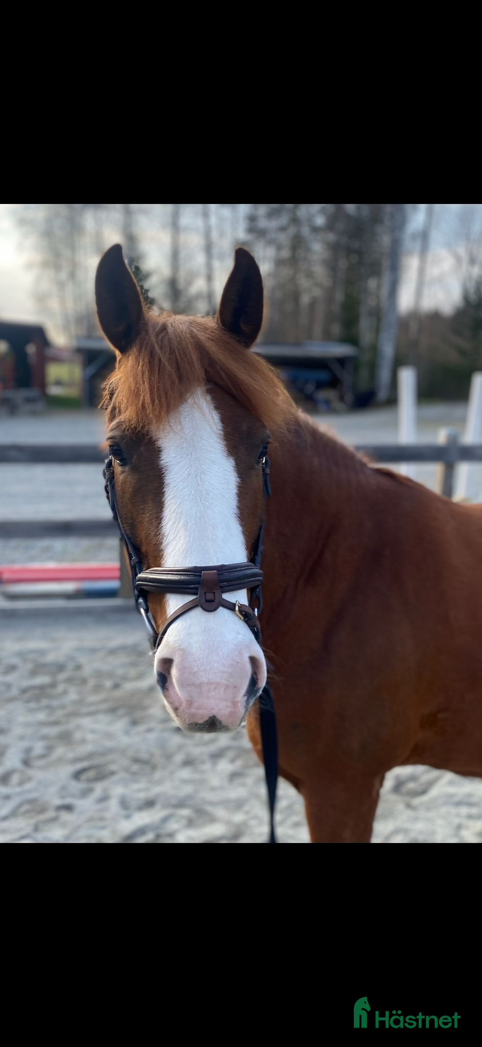  hästar Söker 5 ⭐️igt hem till finaste Sally - Annons 7