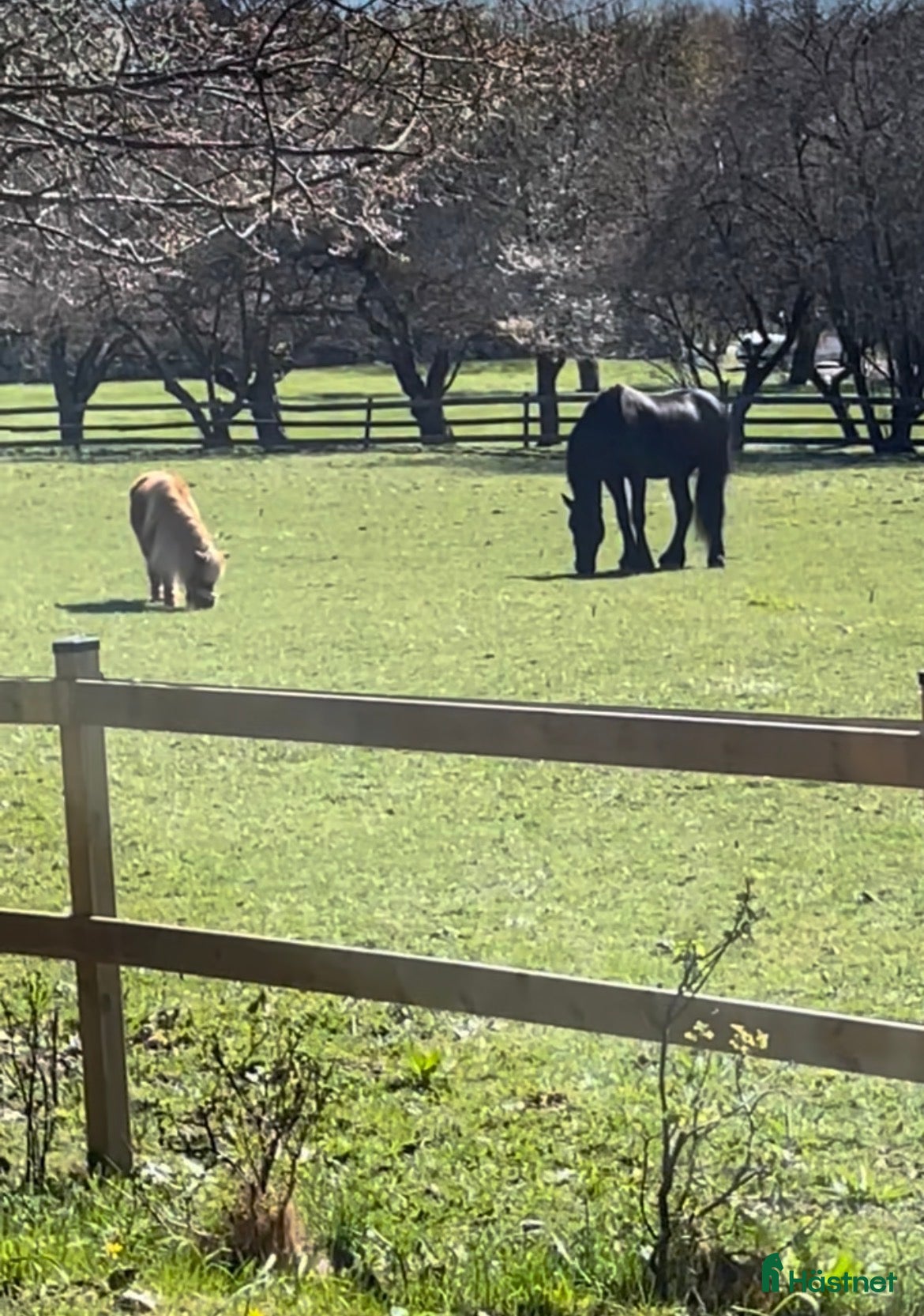  stallplats finnes: Boxplats ledigt - Annons 1