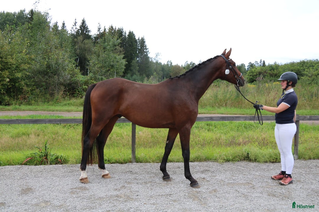 Dressyr hästar till salu: 3åring av hög kvalitet  i Insjön - Annons 1