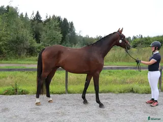 hästar 3åring av hög kvalitet i Insjön - Annons 16