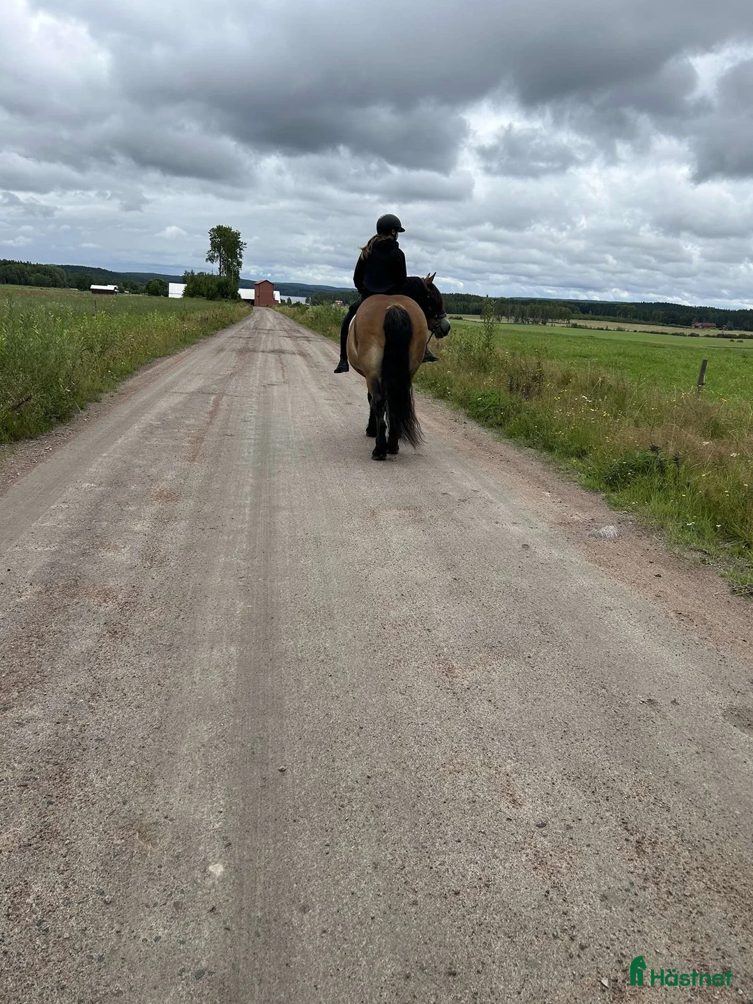  medryttarhäst sökes: Söker medryttare häst/skötare häst - Annons 2