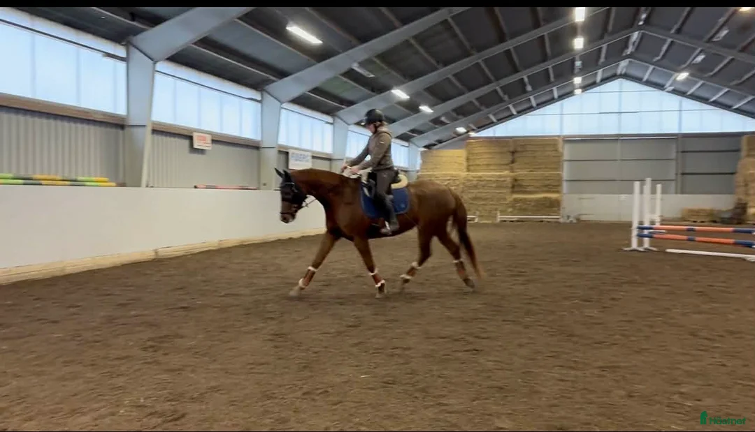  hästservice finnes: Inridning, utbildning, rehab i Blentarp - Annons 2