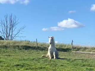 hästar B/C ponny köpes - Annons 17