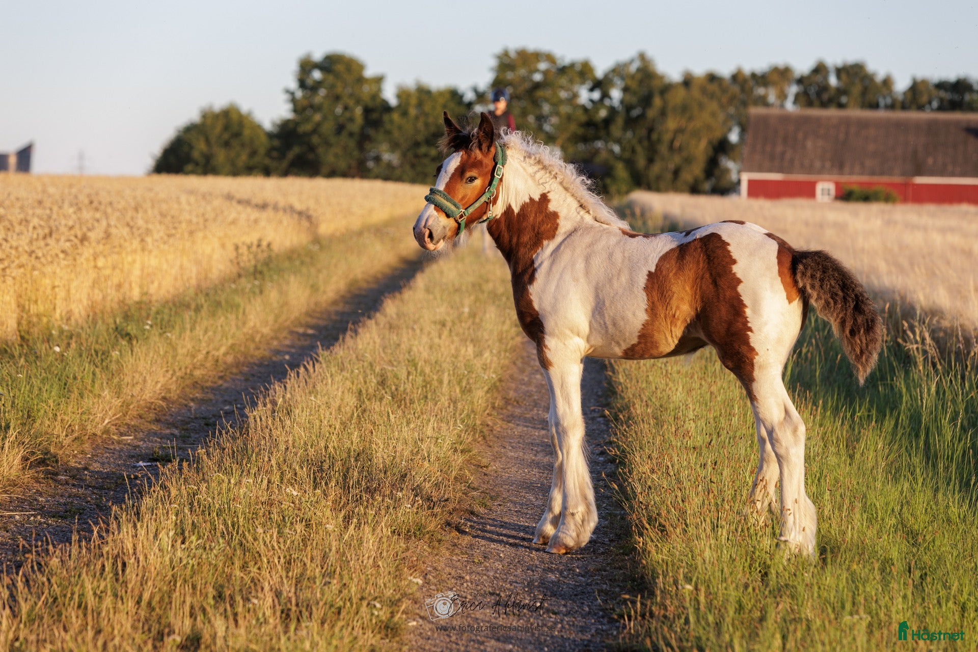  hästar Topp stammat Charmigt Irish Cob-sto föl 🌿 - Annons 1