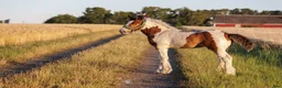 Allround hästar till salu: Topp stammat Charmigt Irish Cob-sto föl 🌿 - Annons 1