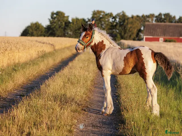 hästar till salu: Topp stammat Charmigt Irish Cob-sto föl 🌿 - Annons 1