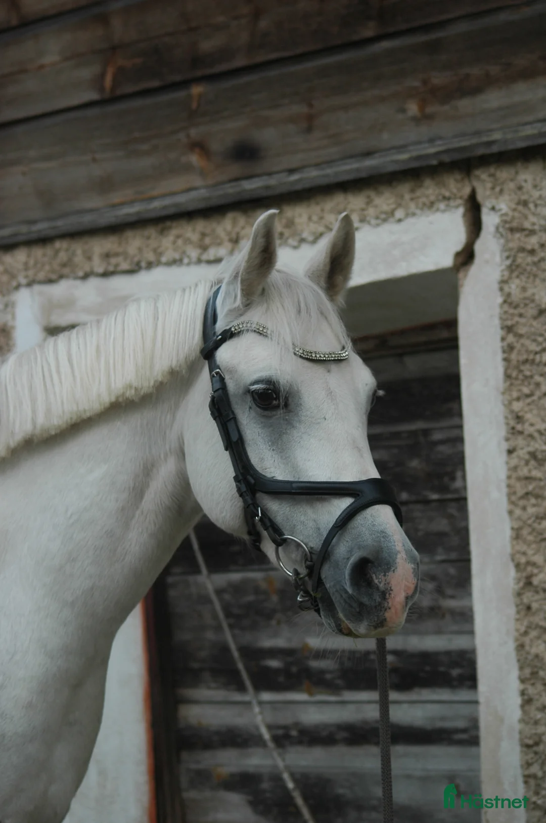 Hoppning hästar till salu: Trevlig ponny  i Skattungbyn - Annons 1