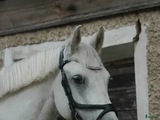 hästar Trevlig ponny i Skattungbyn - Annons 10