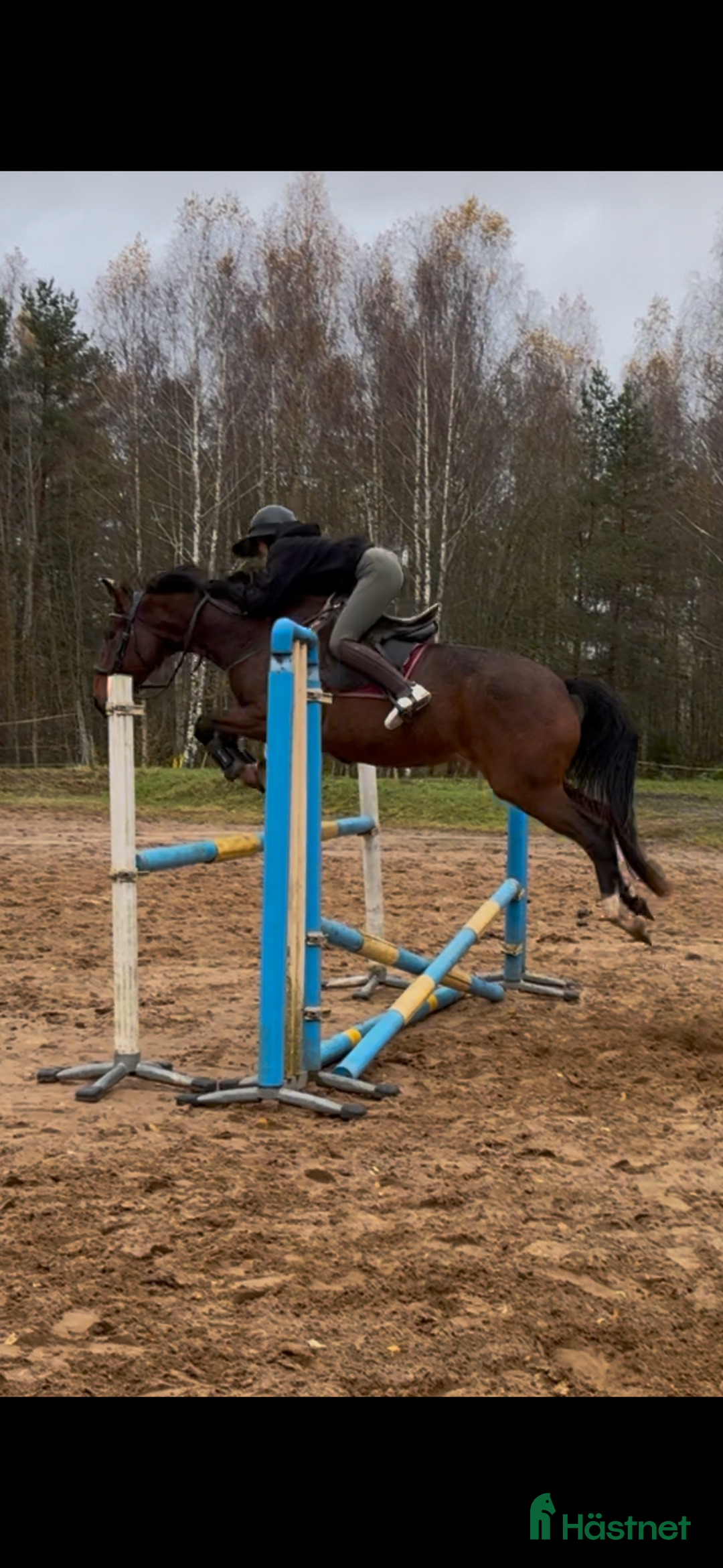 Hoppning hästar till salu: Gucci 2021 - Annons 1