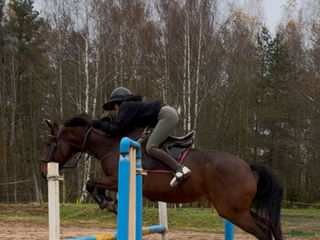 Hoppning hästar till salu: Gucci 2021 - Annons 2