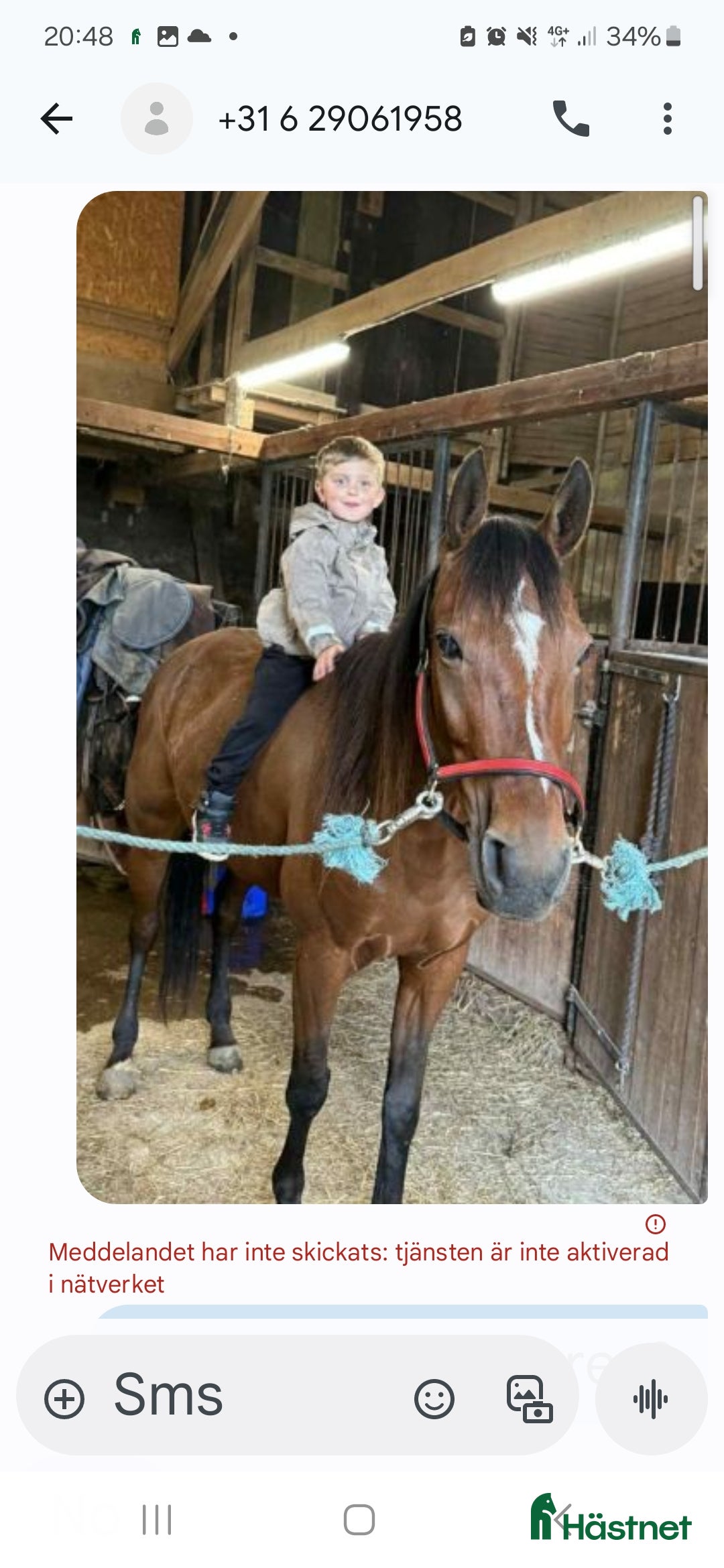 Trav hästar till salu: Perfekt licenshäst  i Sundsvall - Annons 3