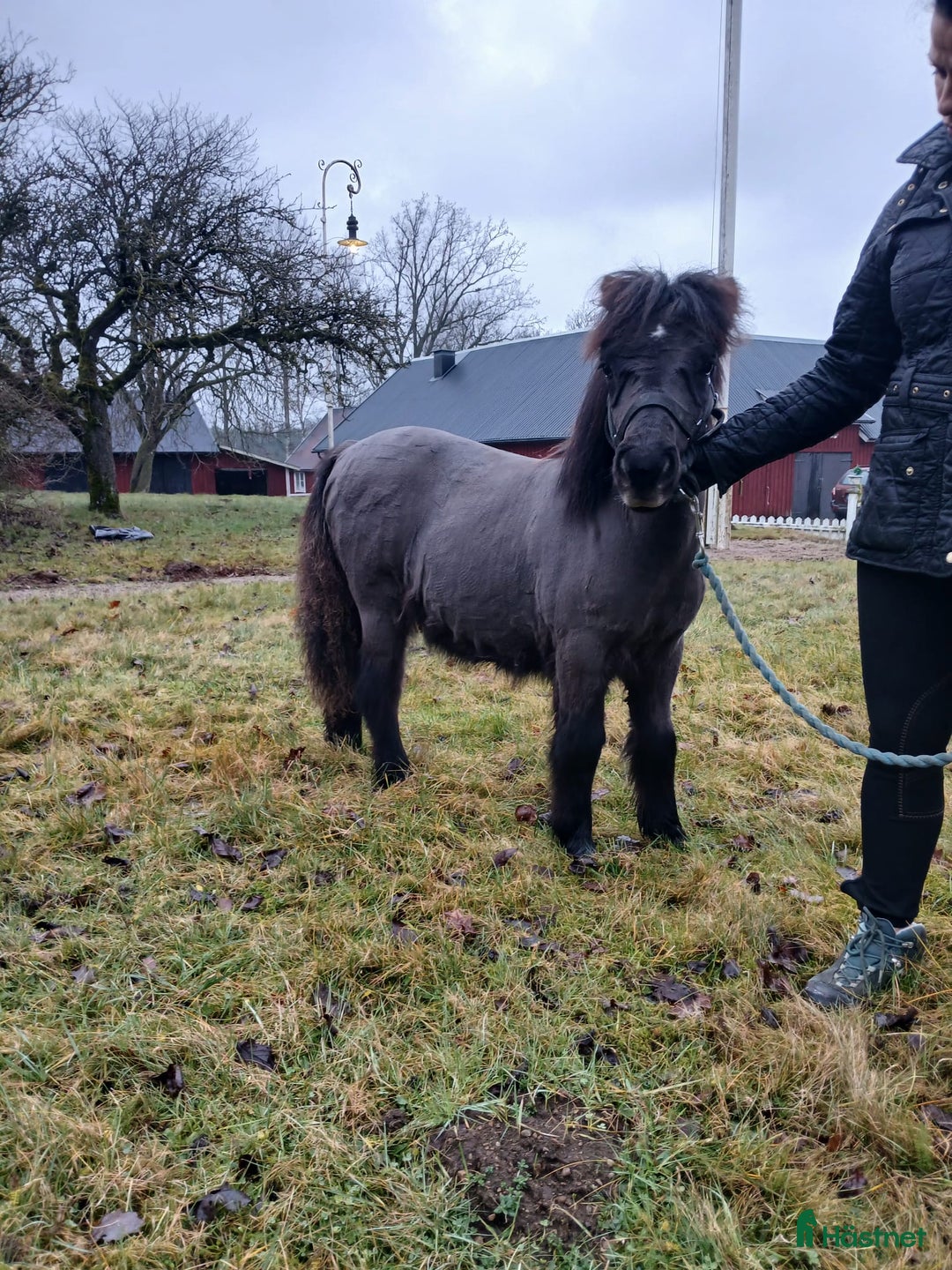 Allround hästar till salu: Shetlamdsponny Lovande hingstföl  - Annons 2