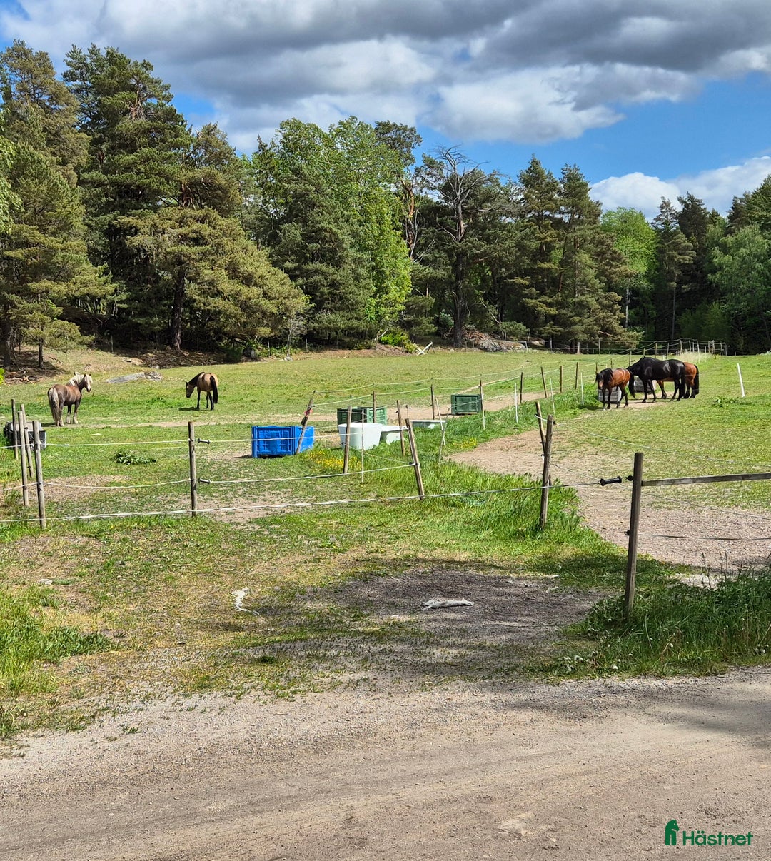  stallplats finnes: Boxplats i litet kollektiv i Vårsta  i Grödinge - Annons 5
