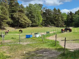 stallplats Boxplats i mysigt stall i Vårsta - Annons 8