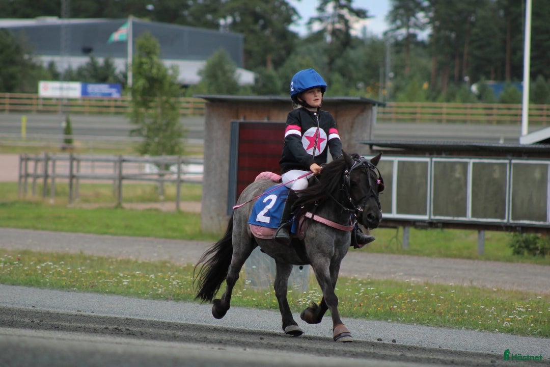 Allround hästar till salu: Trevlig shetlandsponny i Vallda - Annons 2