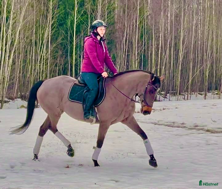  hästar Snyggt sto  - Annons 14