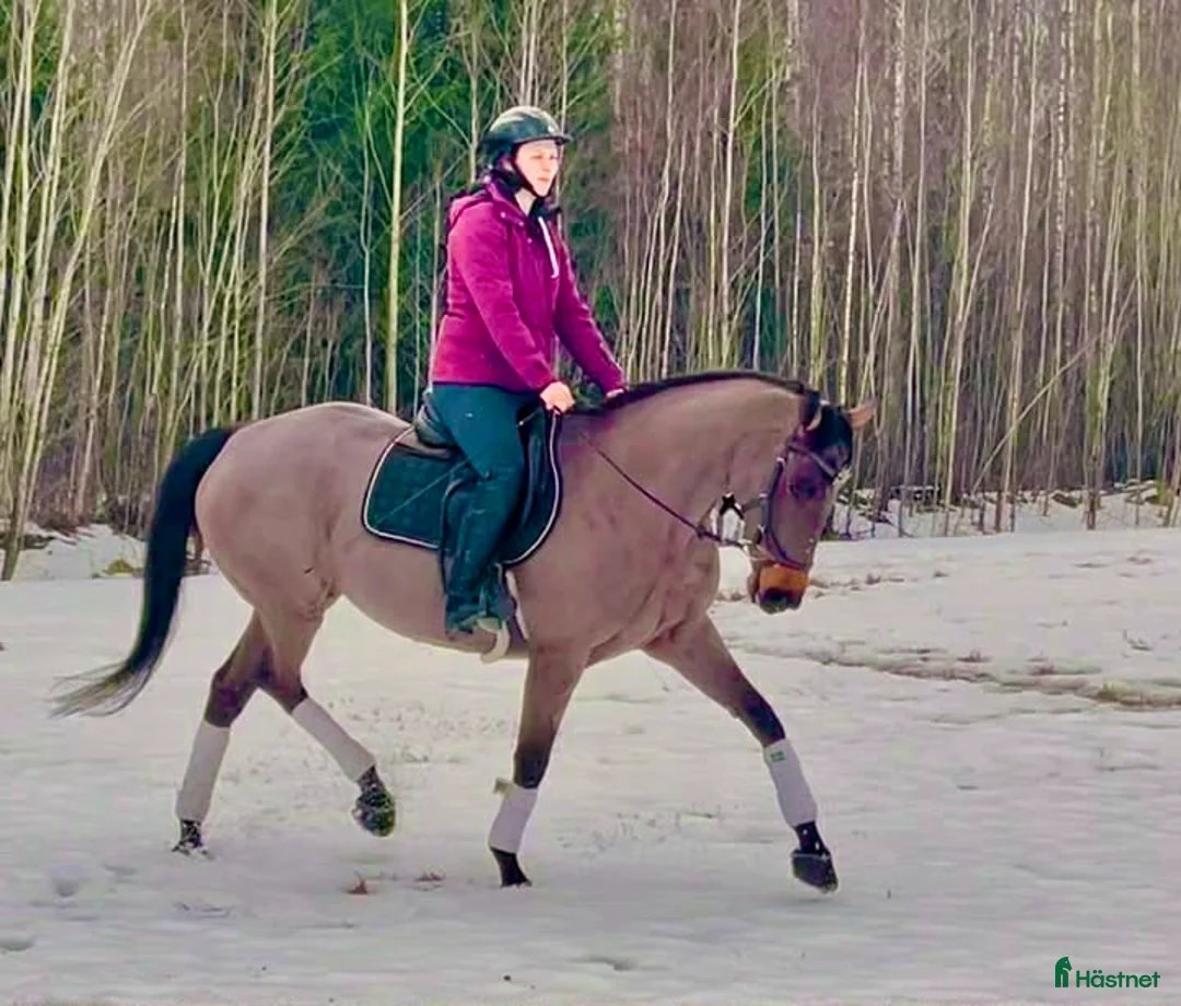 Allround hästar till salu: Snyggt sto  - Annons 1