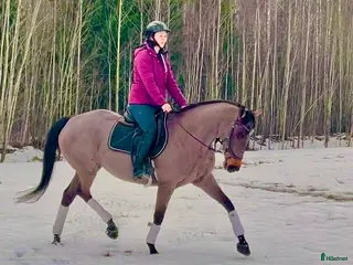 hästar Snyggt sto - Annons 9