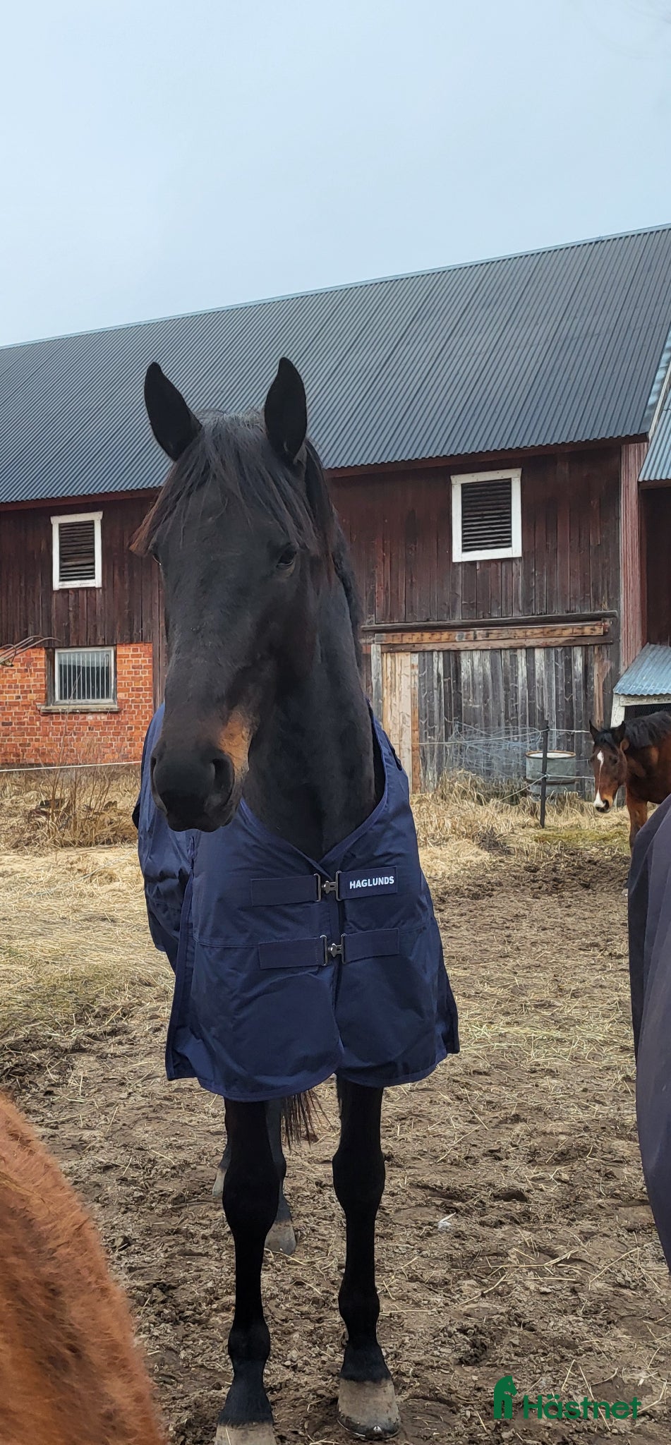  hästar Snygg blivande ridtravare  - Annons 12