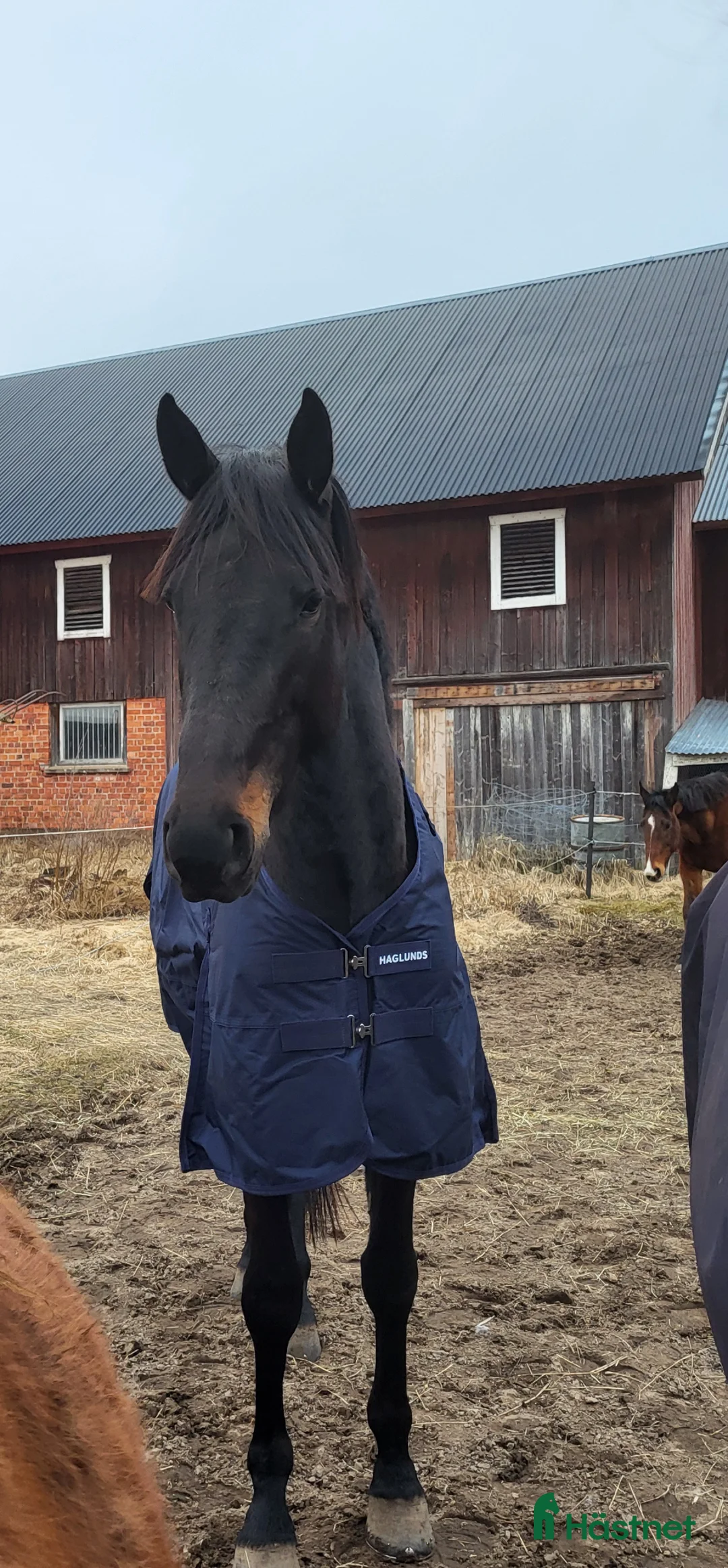 Allround hästar till salu: Snygg blivande ridtravare  i Karlstad - Annons 1