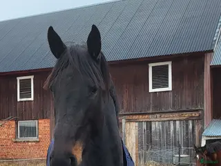 hästar Snygg blivande ridtravare - Annons 12