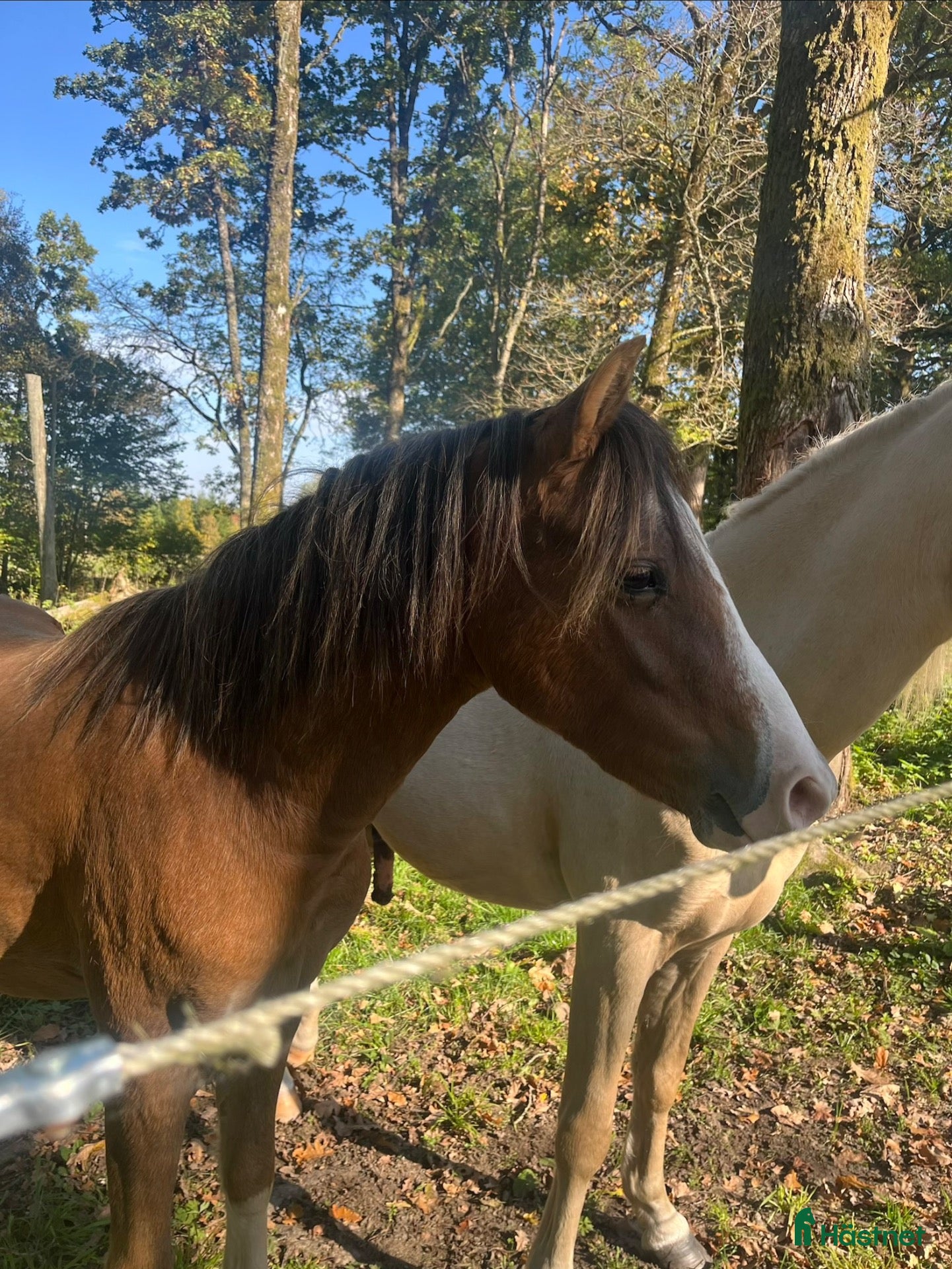  hästar Trevlig unghäst med bra stam ⭐️ - Annons 15