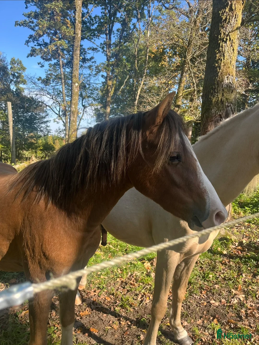 Allround hästar till salu: Trevlig unghäst med bra stam ⭐️ - Annons 1