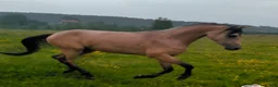 Allround hästar till salu: Snygg 3-årig Welsh Partbred! - Annons 6