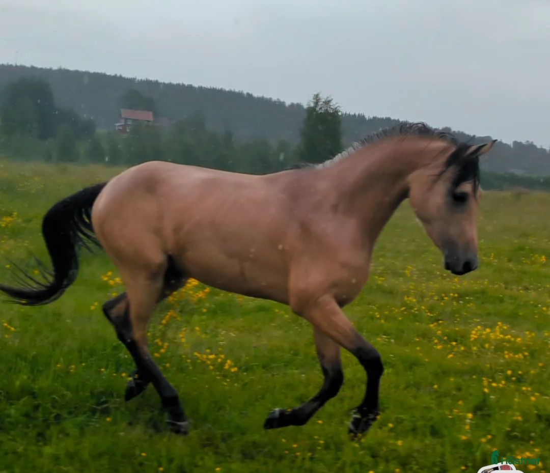 Allround hästar till salu: Snygg 3-årig Welsh Partbred! - Annons 6