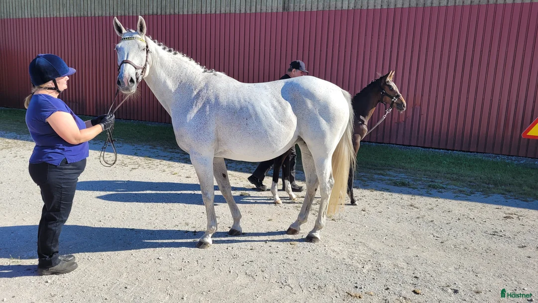Avelshästar hästar till salu: Fölsto e. Quickfeuer V Koekshof-Darnels  - Annons 2