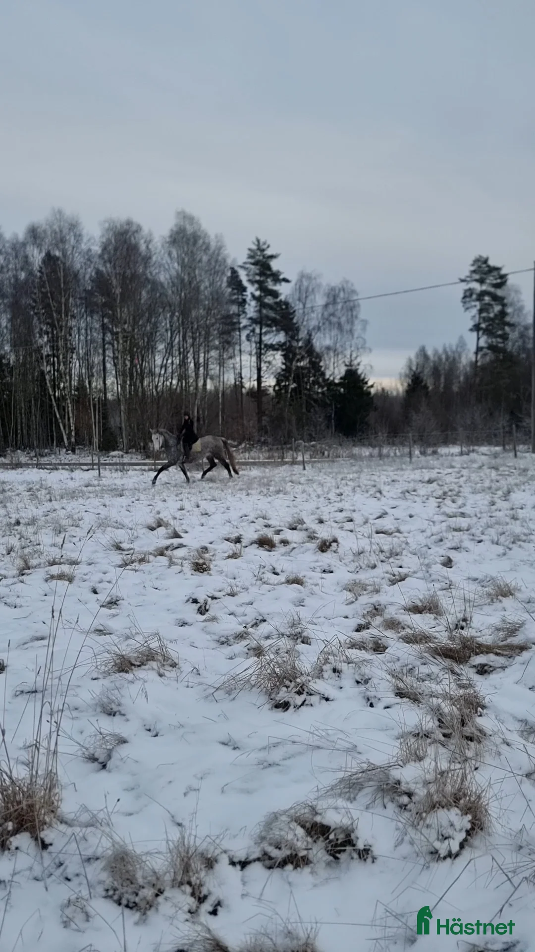 Dressyr hästar till salu: Mycket snäll och lovande valack - Annons 7