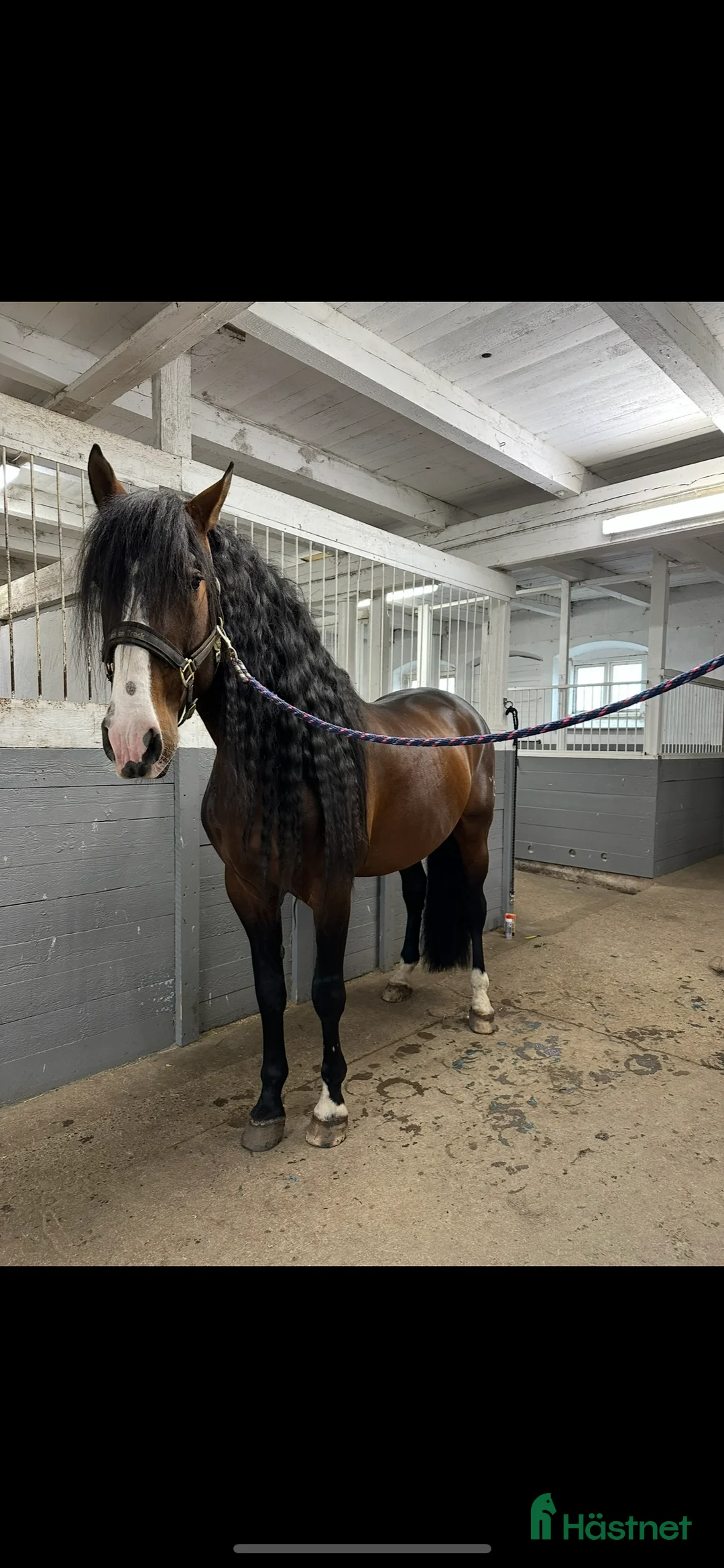 Distans hästar till salu: Min drömhäst är tillsalu  i Vretstorp - Annons 5