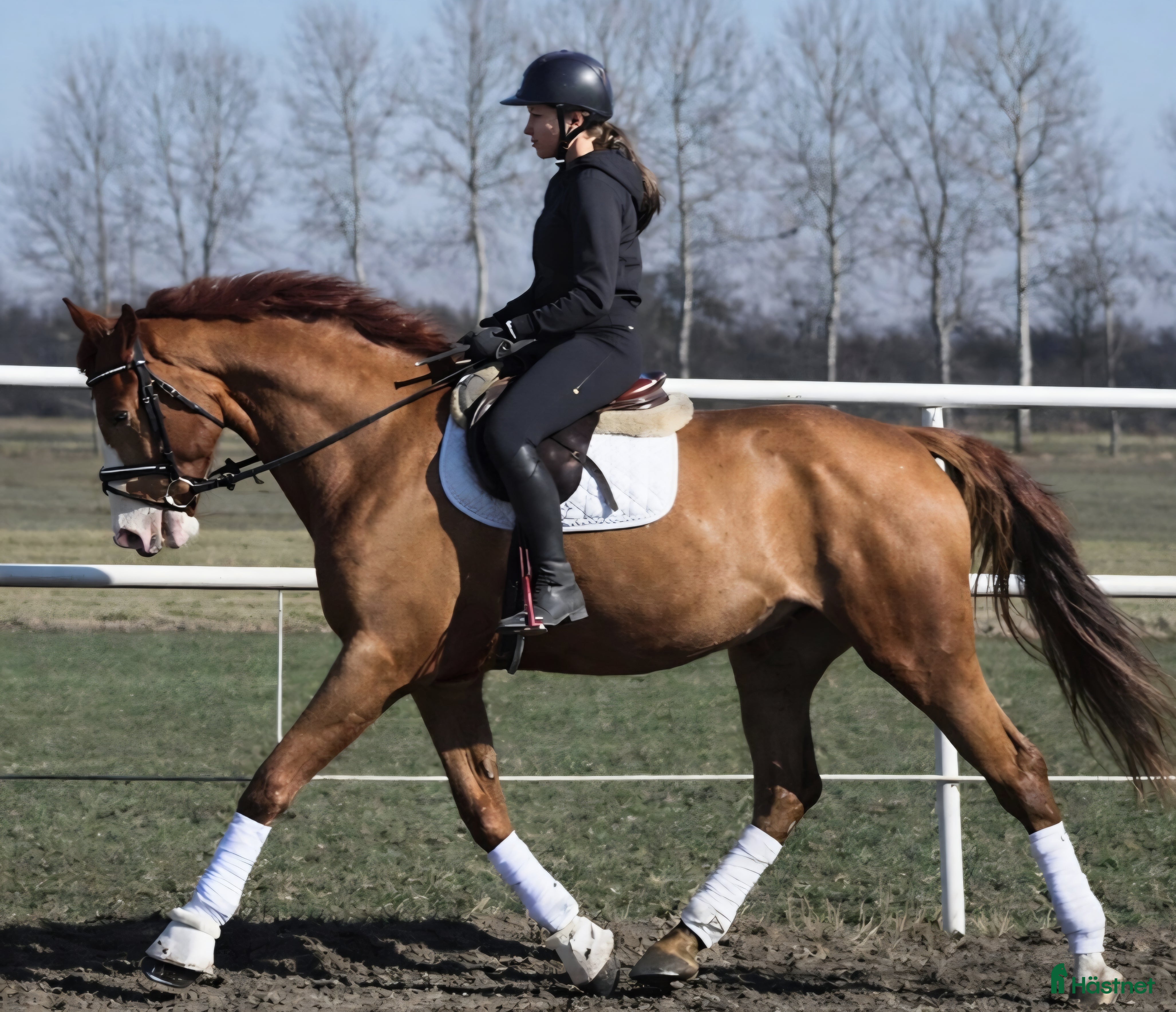  hästar Dressage and jumper-top character, for everybody - Annons 1