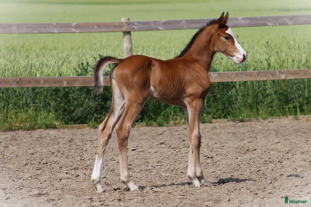 Hoppning hästar till salu: Åring e Captain Cooper- Bengt Nabab - Cardento i Borrby - Annons 2
